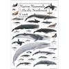 Earth Sky + Water - Marine Mammals of the Pacific Northwest Coast - Poster view 1
