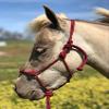 Star Point Horsemanship Mini-Pony 4 Knotted Rope Halter & 8' Lead Set with Stiff Cord, Adjustable, Long Lasting, Quick Release Buckle (Burgundy, Medium 32-37" Mini) view 2