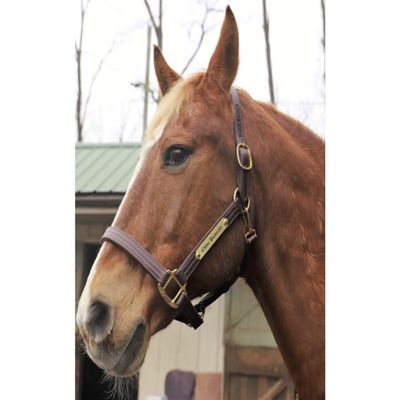 Horse Fare Leather Halter with Solid Brass Hardware- Made in The USA (Dark Brown, Cob)