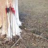 MS JUMPPER Archery Carbon Arrows 400 Spine with 4 Real Feather Fletching 100 Grain Points for Compound Recurve Longbow (12 Pack) (31 Inch Arrows) view 3