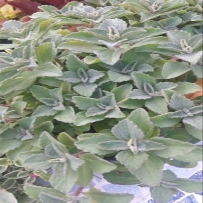 Plectranthus Neochilus Solid Green Mikes Fuzzy Wuzzy Swedish Ivy Spur Flower FG