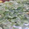 Plectranthus Neochilus  Solid Green Mikes Fuzzy Wuzzy Swedish Ivy Spur Flower FG view 1