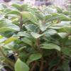 Plectranthus Neochilus  Solid Green Mikes Fuzzy Wuzzy Swedish Ivy Spur Flower FG view 2
