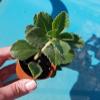 Plectranthus Neochilus  Solid Green Mikes Fuzzy Wuzzy Swedish Ivy Spur Flower FG view 3