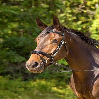 Shires Avignon Aspen Bridle (Pony, Black)