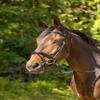 Shires Avignon Aspen Bridle (Pony, Black) view 1