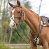 Avignon Five Point Breastplate (X-Full, Black) view 1