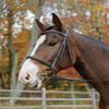 Shires Avignon Nashville Bridle - Havana (Horse) view 1