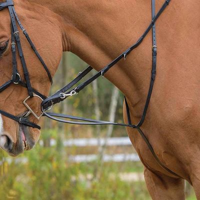 Avignon German Martingale (Cob, Havana)