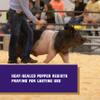 Weaver Livestock Basic Pig Show Whip with Chrome Tipped Handle, Hog Livestock Whip for Show Ring Competition, Leather Pig Whips for Showing view 4