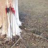 Letszhu Carbon Archery Arrows 500 Spine with Real Feathers for Compound Recurve Bow (12 Pack) (28 Inch Arrows) view 2