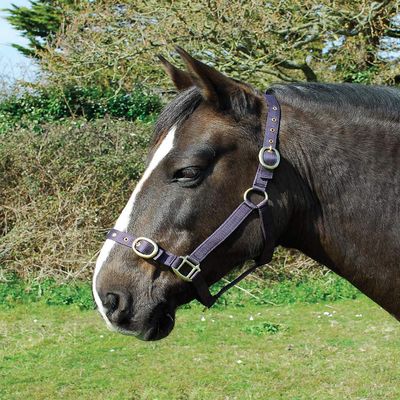 Rhinegold Nylon Headcollar - X Full - Plum