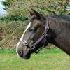 Rhinegold Nylon Headcollar - X Full - Plum view 1