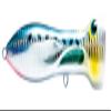 Nomad Design Chug Norris Topwater Popper Lure Collection Floating Offshore Saltwater Surface Fishing Plug, 120mm, 4.75", 1-1/2oz, Sardine view 1