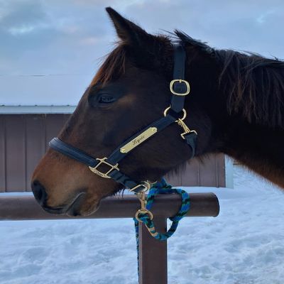 Horse Fare Black Padded Leather Halter with Solid Brass Hardware & Customized Nameplate- Made in The USA (Oversize)