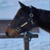 Horse Fare Black Padded Leather Halter with Solid Brass Hardware & Customized Nameplate- Made in The USA (Oversize) view 1