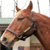 Horse Fare Leather Halter with Solid Brass Hardware & Customized Nameplate- Made in The USA (Oversize) view 1
