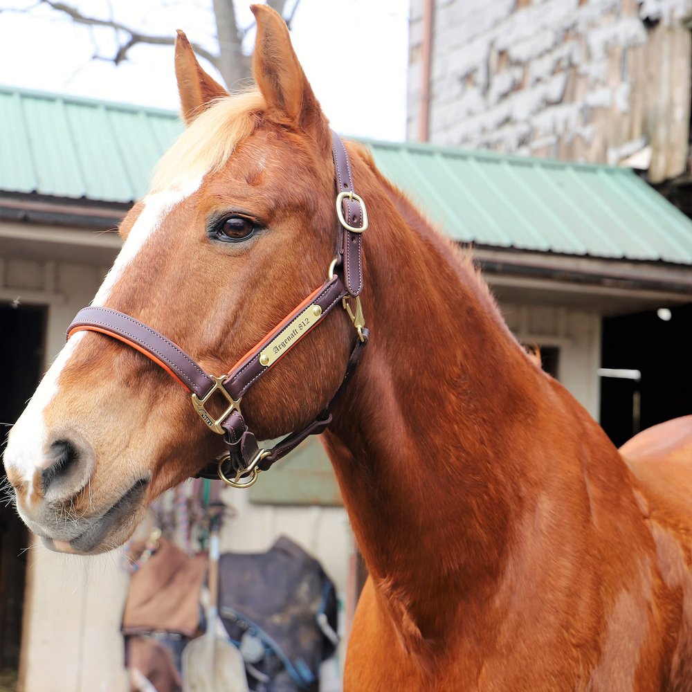 Horse Fare Products Brown with Chestnut Comfy Padded Leather Halter with Solid Brass Hardware & Customized Nameplate- Made in The USA (Oversize)