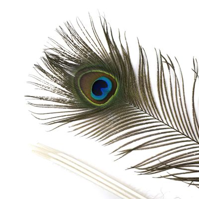 Peacock Feather Eyes Natural - 25-35"-12pcs