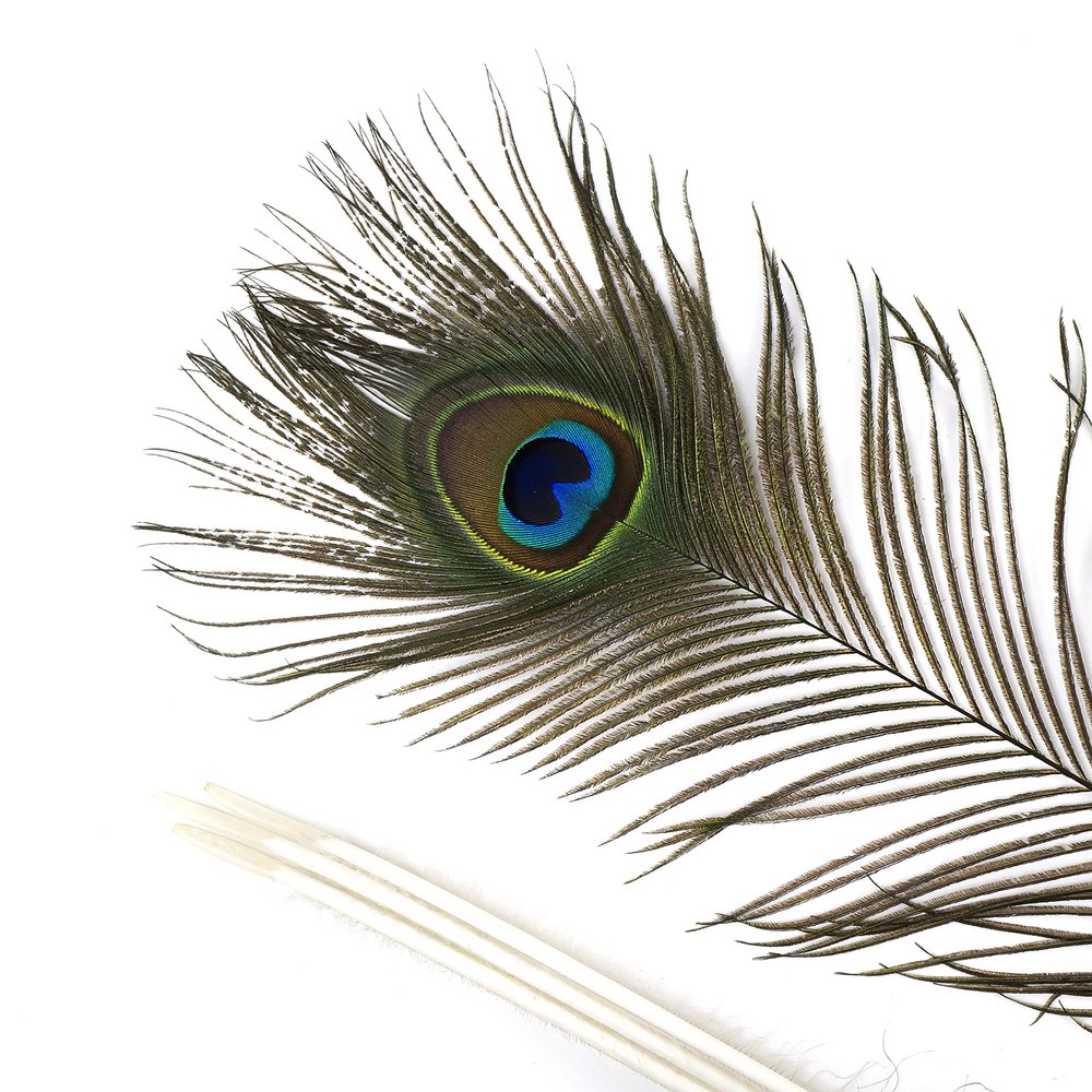 Peacock Feather Eyes Natural - 25-35"-12pcs