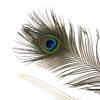 Peacock Feather Eyes Natural - 25-35"-12pcs view 1