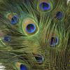 Peacock Feather Eyes Natural - 25-35"-12pcs view 2