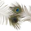 Peacock Feather Eyes Natural - 25-35"-12pcs view 3