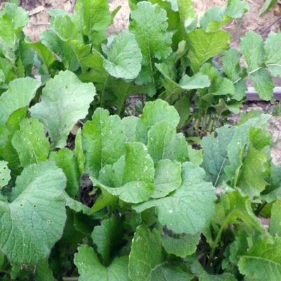 Seven Top Turnips 5 LB- Food Plot - Wildlife Attractant