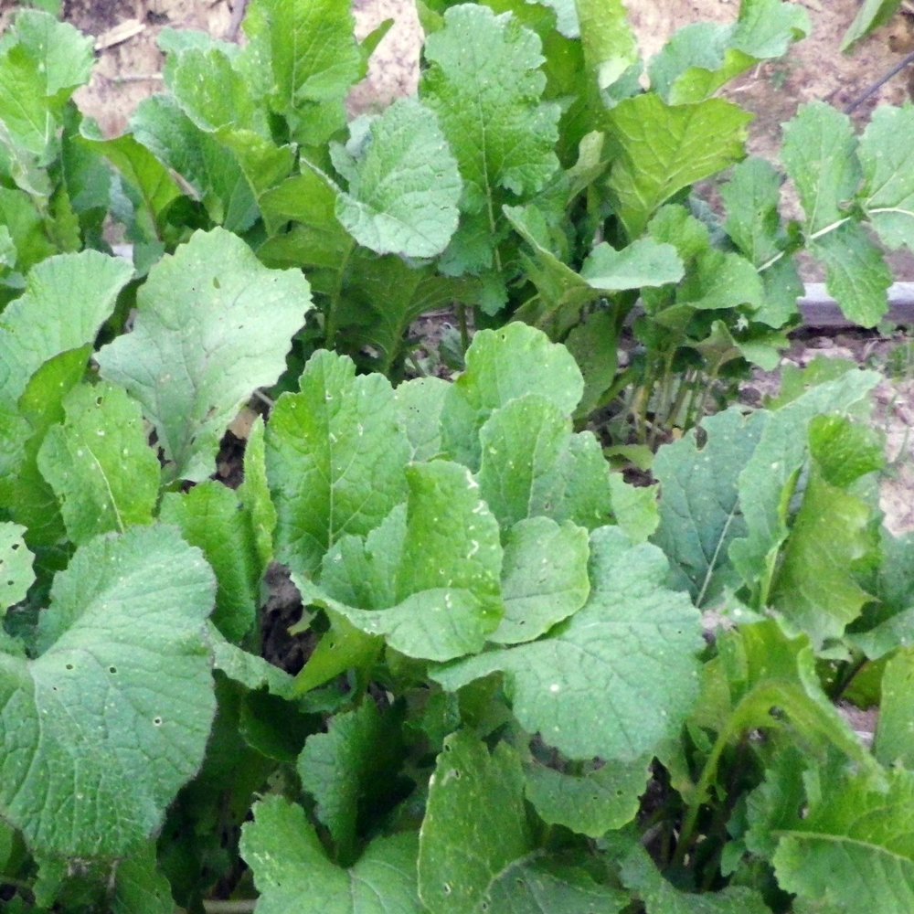 Seven Top Turnips 5 LB- Food Plot - Wildlife Attractant