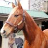 Horse Fare Products Brown with Chestnut Comfy Padded Leather Halter with Solid Brass Hardware & Customized Nameplate- Made in The USA (Cobb) view 1