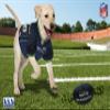 NFL Seattle Seahawks PET GIFT BOX with 2 Licensed DOG TOYS, 1 Logo-engraved NATURAL DOG TREAT, 1 NFL JERSEY, 1 NFL Puppy Training Bells & 1 Car Seatbelt view 2
