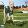 NFL Green Bay Packers PET GIFT BOX with 2 Licensed DOG TOYS, 1 Logo-engraved NATURAL DOG TREAT, 1 NFL JERSEY, 1 NFL Puppy Training Bells & 1 Car Seatbelt view 2