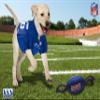 New York Giants PET GIFT BOX with 2 Licensed DOG TOYS, 1 Logo-engraved NATURAL DOG TREAT, 1 NFL JERSEY, 1 Puppy Training Bells & 1 Car Seatbelt view 2
