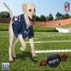NFL New England Patriots PET GIFT BOX with 2 Licensed DOG TOYS, 1 Logo-engraved NATURAL DOG TREAT, 1 NFL JERSEY, 1 NFL Puppy Training Bells & 1 Car Seatbelt view 2