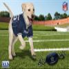 NFL Dallas Cowboys PET GIFT BOX with 2 Licensed DOG TOYS, 1 Logo-engraved NATURAL DOG TREAT, 1 NFL JERSEY, 1 NFL Puppy Training Bells & 1 Car Seatbelt view 2