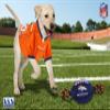 NFL Denver Broncos PET GIFT BOX with 2 Licensed DOG TOYS, 1 Logo-engraved NATURAL DOG TREAT, 1 NFL JERSEY, 1 NFL Puppy Training Bells & 1 Car Seatbelt view 2