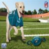 NFL Philadelphia Eagles PET GIFT BOX with 2 Licensed DOG TOYS, 1 Logo-engraved NATURAL DOG TREAT, 1 NFL JERSEY, 1 NFL Puppy Training Bells & 1 Car Seatbelt view 2