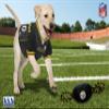 NFL Pittsburgh Steelers PET GIFT BOX with 2 Licensed DOG TOYS, 1 Logo-engraved NATURAL DOG TREAT, 1 NFL JERSEY, 1 NFL Puppy Training Bells & 1 Car Seatbelt view 2