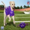 Minnesota Vikings PET GIFT BOX with 2 Licensed DOG TOYS, 1 Logo-engraved NATURAL DOG TREAT, 1 NFL JERSEY, 1 Puppy Training Bells & 1 Car Seatbelt view 2