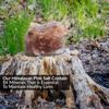 Himalayan Nature Animal Licking Pink Salt Rock Lick Deer, 5 Pound, Natural Mineral Block, Hand-Carved, Ideal for Wildlife, Hunting, Photography, Health view 3