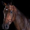 Collegiate ComFiTec Training Bridle, Brown, Warmblood view 1