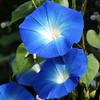 Morning Glory Flower Simulated Rhinestone 3 Colors Variation CLIP-ON Earrings (Royal Blue-Orkid Gold-tone) view 2