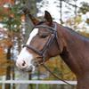 Shires Avignon Ocala Bridle - Havana (Cob) view 1