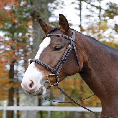 Shires Avignon Ocala Bridle - Havana (Horse)