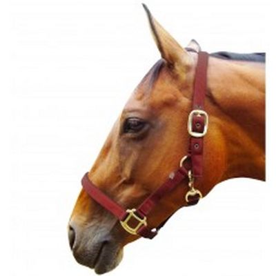 JHL Padded Headcollar (Pony) (Burgundy)