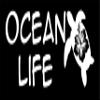 Barking Sand Designs Ocean Life Sea Turtle - Die Cut Vinyl Window Decal/Sticker for Car/Truck view 1