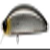 Apia Dover Lure, 4.7 inches (120 mm), F-Riva #12, Black Silver Sarashi