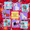 Pooch Outfitters Dog Dress Collection | Party & Wedding Dresses  Extensive Selection for Any Style and Occasion | for Small, Medium, Large Dogs view 4