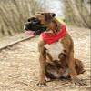 M.H.I. Paisley 3 Piece Assorted Cotton Bandanas (RED) view 4