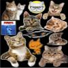 12" x 9" Cats & Kitties Contour Cut Vehicle Decal Bundle view 1